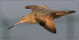 CRW_7984.jpg