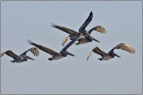 CRW_8247.jpg