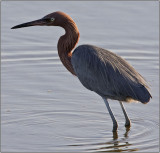 CRW_8627.jpg