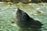 Harbor Seal