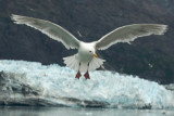 Sea Gull