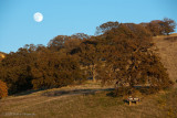 Moon over Lime Ridge