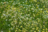 Spring Mix