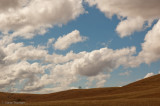 Lonely Oak