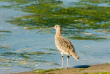 Long-billed Curlew