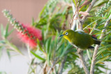 Japanese White Eye