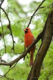 Northern Cardinal