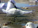 Beccapesci-anelloBB-Viareggio Harbour.jpg