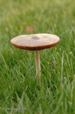 Mushroom  1
