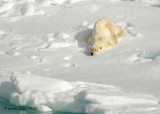 Polar Bear, Svalbard Norway 3