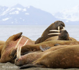 Walrus, Prins Karls Forland Island Svalbard 3