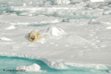 Polar Bear, Svalbard Norway 13