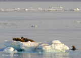 Walrus, Moffen Island Svalbard 4