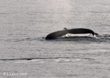 Humpback Whale, Svalbard Norway 1