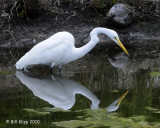 Egret,  Key West Botanical Gardens  1