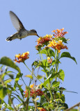 Hummingbird 2