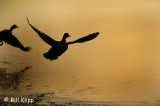 Mallard Ducks at Sunset 1