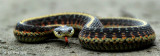 Garter Snake  3