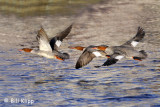 Red Breasted Mergansers 2
