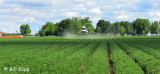 Spraying the Crops 1