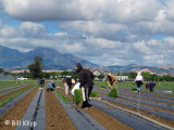 Planting Season in Brentwood 1