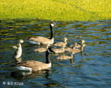 Canadian Geese 7