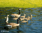 Canada Geese  13