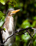 Green Heron Chick 2