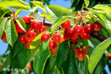 Brentwood Cherries 1
