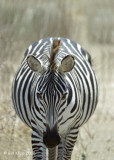 Zebra, Tanzania