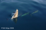 Bottlenose Dolphins 6, Baja
