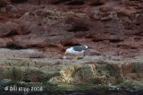 Gull eating Puffer Fish, Los Islotes Baja