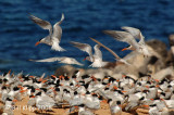 Tern Colony, Baja Isla Rasa