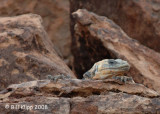  Chuckwalla Lizard