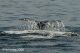 Sperm Whale Flukes 2, Baja