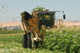 Brentwood Corn Harvest 2