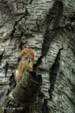 Red Squirrel, Northern Minnesota 1