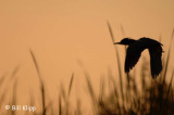 Green Heron Sunset  1