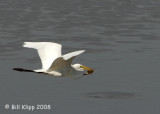 Great White Egret with a catfish Mfuwe