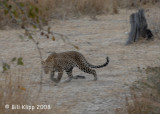 Leopards, Mfuwe 2