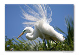 Treetop Egret