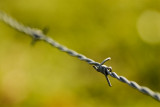 Barbed wire