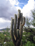 cacti or cardones - theyre HUGE
