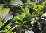 387 ::Greater Green Leafbird::