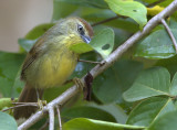 Striped Tit Babbler