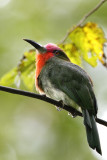 Red-beared Bee-eater