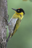 Black-headed Woodpecker (male)