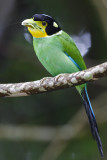 Long-tailed Broadbill