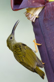 Streaked Spiderhunter