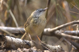 Hill Prinia